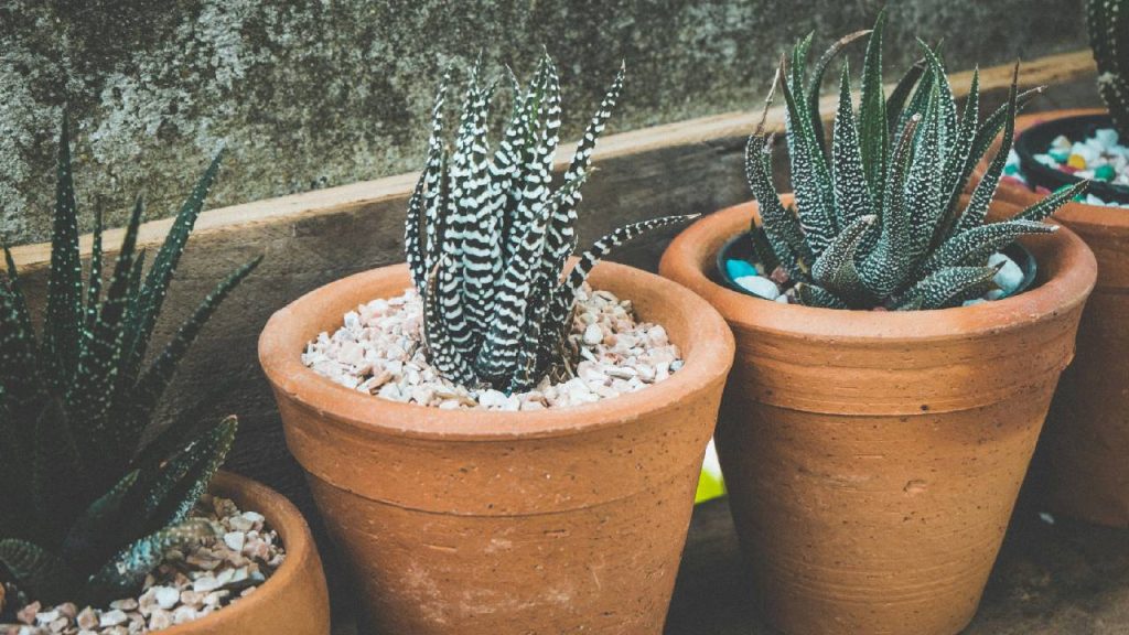 Jardinage facile : 10 plantes à adopter d'urgence